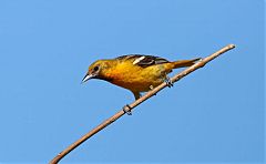 Baltimore Oriole